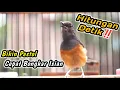 Lagu PUTAR SAMPAI NYAUT‼️KRETEKAN KERAS MURAI BETINA INI BIKIN MURAI BATU DIAM LANGSUNG NAIK EMOSINYA