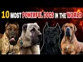 Top 10 Most Powerful Dogs in the World