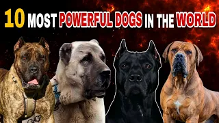 أقوى    كلاب في العالم  دندنها