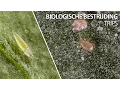 Trips bestrijding - Neoseiulus cucumeris