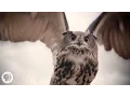 What Makes Owls So Quiet and So Deadly Deep Look