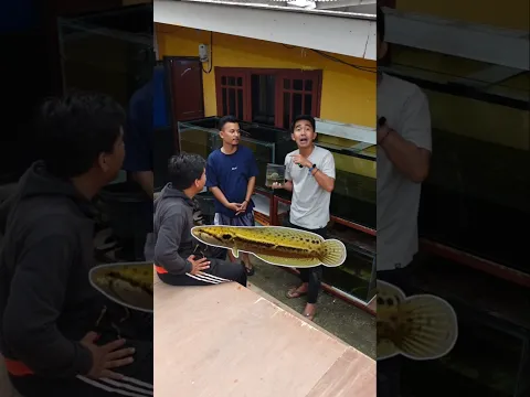 Jauh! Ini beda baby channa bangkanensis dan channa lucius