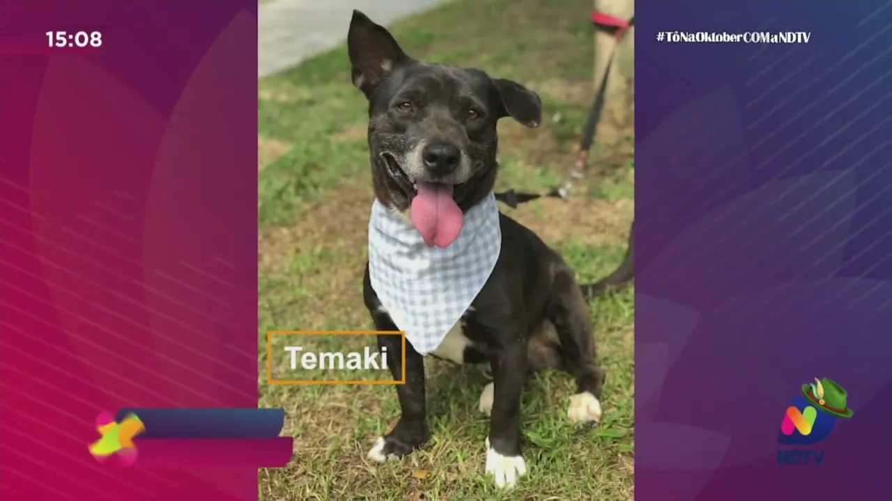 Me Adota: conheça os pets que estão para adoção no Cepread