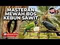 Lagu 🔴 Live Masteran Pukulan Kasar Kunti Cucak Cungkok Super Gacor vs Srigunting Abu Abu Isian Cungkok