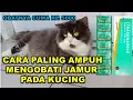 Download Lagu CARA PALING AMPUH MENGOBATI JAMUR KUCING