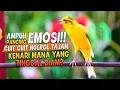 Download Lagu Kenari GACOR Cuit Cuit Ngerol |52| AMPUH utk PANCINGAN KENARI Paud AGAR CEPAT BELAJAR BUNYI Ngeriwik