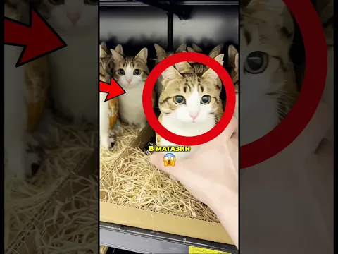😿❤️‍🔥 Какого Мяула Вы Заберёте К Себе Домой ! #shorts