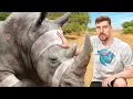 Download Lagu Saving Endangered Animals From Extinction