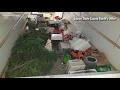 Davie County deputies bust marijuana maker more than 700 plants