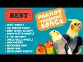 Download Lagu Easy Parrot Training,  Whistle Practice for Cockatiels,  Parrot Whistle Training