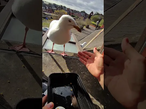 ¡Reponiendo el calcio de mis gaviotas con huevos!