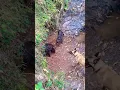 Download Lagu anjing pemburu babi hutan