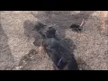 PuppyFinder com Puppies First Day Outside