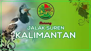 Download JALAK SUREN KALIMANTAN || PARANORMAL BIRD CHANNEL VIDEO MP3