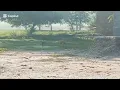 Download Lagu Awesome dogs Real Story Behind Dogs and puppies in black panther golden retriever puppies 