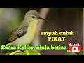 Download Lagu Suara Kolibri ninja betina // ampuh untuk pikat jantan #hobymanuk