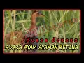 Download Lagu Suara Ayam Ayaman Betina - Durasi panjang, Suara Kencang