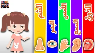 الحواس الخمس للاطفال باللغة العربية 