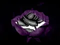 Ibo Schwarze Rose
