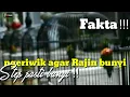 STEP PASTI BUNYI : LOVEBIRD NGRIWIK RAJIN BUNYI