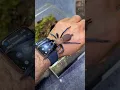 Download Lagu This is called stridulation. Old world tarantulas typically make this sound when nervous.