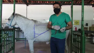 Semiologia Veterinária - Percussão campo de auscultação pulmonar