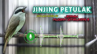 masteran jinjing petulak jernih cepat masuk materi sadis