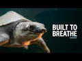 The Nose Built for a Life Underwater Pig-Nosed Turtle