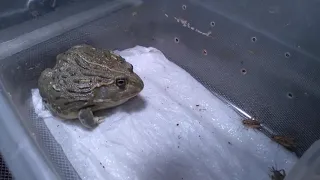 Frog Eating Crickets