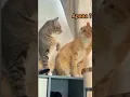 Download Lagu kucing lucu pinjam dulu seratus #kucing #kucinglucu #memes