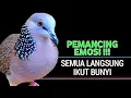 Download Lagu Suara Burung Tekukur Gacor Paling Ampuh Untuk Pikat Dan Pancingan