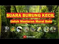 Download Lagu Suara Burung Kecil Untuk Masteran Murai Batu