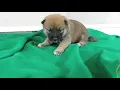 PuppyFinder com GRAND OLYMPUS
