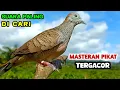 Download Lagu PERKUTUT LOKAL GACOR Raja Pikat Ahlinya Untuk Pancingan \u0026 Pikat