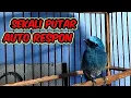 Download Lagu Pancingan selendang biru malas bunyi ❗Bisa untuk terapi yang macet bunyi