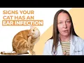 6 Signs Your Cat Has An Ear Infection Vet Explains