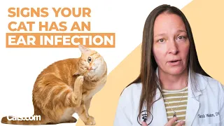 6 Signs Your Cat Has An Ear Infection Vet Explains