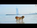 Download Lagu Animalia - Lions Kal and Kimbo enjoy the beach
