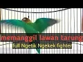 Download Lagu Lovebird memanggil lawan,ngetik ngekek gacor,pancingan Lovebird ngekek