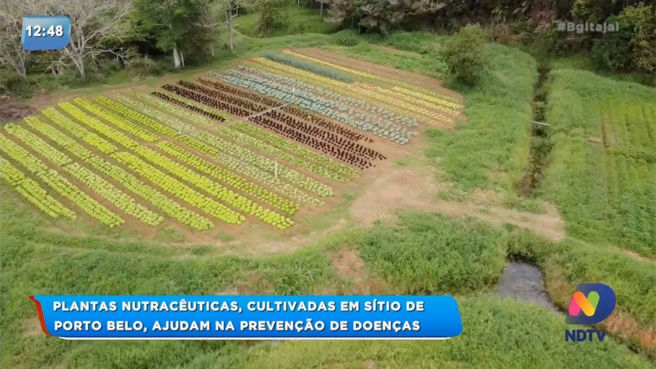 Plantas Nutracêuticas, cultivadas em sítio de Porto Belo, ajudam na prevenção de doenças