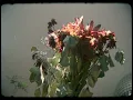 Lovpune - if u could change it (Official Visualizer)