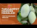 Lagu TABULAMPOT MANGGA MANALAGI|SANGAT\