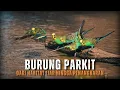 Download Lagu Burung Parkit: Dari Habitat Liar hingga Penangkaran