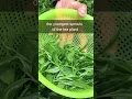 Download Lagu How is Matcha Made? #shorts