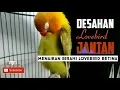 Download Lagu Masteran birahi jantan mau kawin bagus buat menaikan birahi lovebird betina