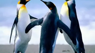             الشاب فيصل                       ولفت السهرات دندنها