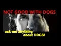 Pit Lab Mix Not Good with Strange Dogs - Dog Training