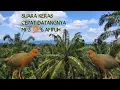 Download Lagu suara pikat hama tengkoah MP3 terbaru (kareo sulawesi)