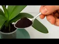 Download Lagu Alleen koffie! En orchideeën die het hele jaar door als een gek bloeien.