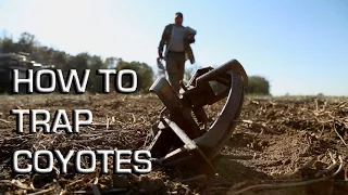 How To Trap Coyotes Making a Set From Start to Finish